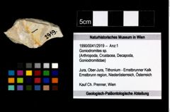 Foto (Objekt + Etikett) von Goniodromites sp.  (NHMW-GEO-1990-0041-2919)